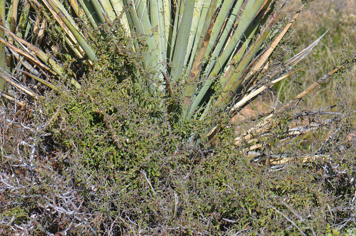 Spearleaf or Littleleaf Matelea is a twining vine that climbers over nearby plants for support. This Spearleaf is climbing on a Banana Yucca (Yucca baccata). Matelea parvifolia